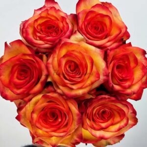 Selfie Rose丨Flower Gardens