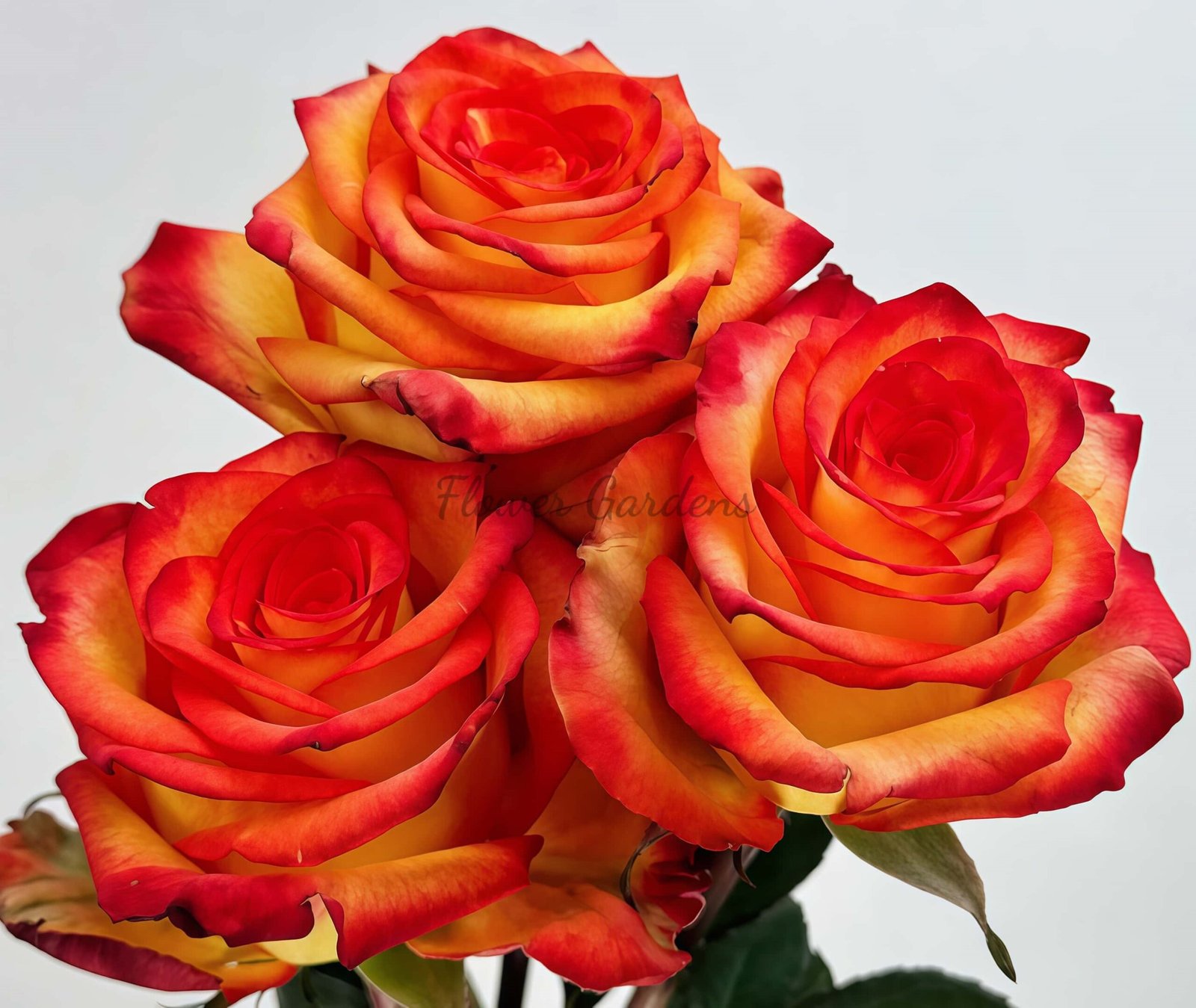 Selfie Rose plant丨Flower Gardens