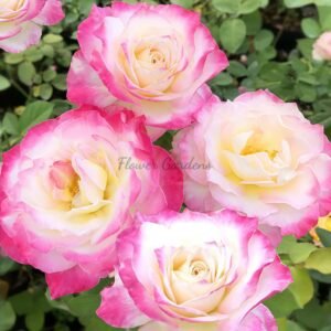  Seraphim Rose丨Flower Gardens