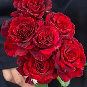 Si shi jin Rose丨Flower Gardens