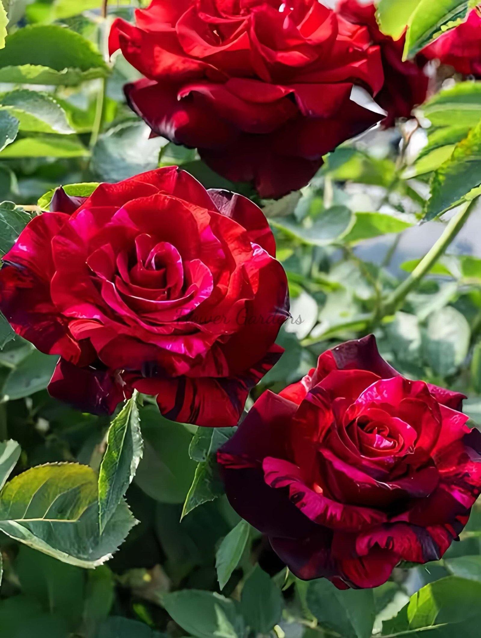 Si shi jin Rose plant丨Flower Gardens