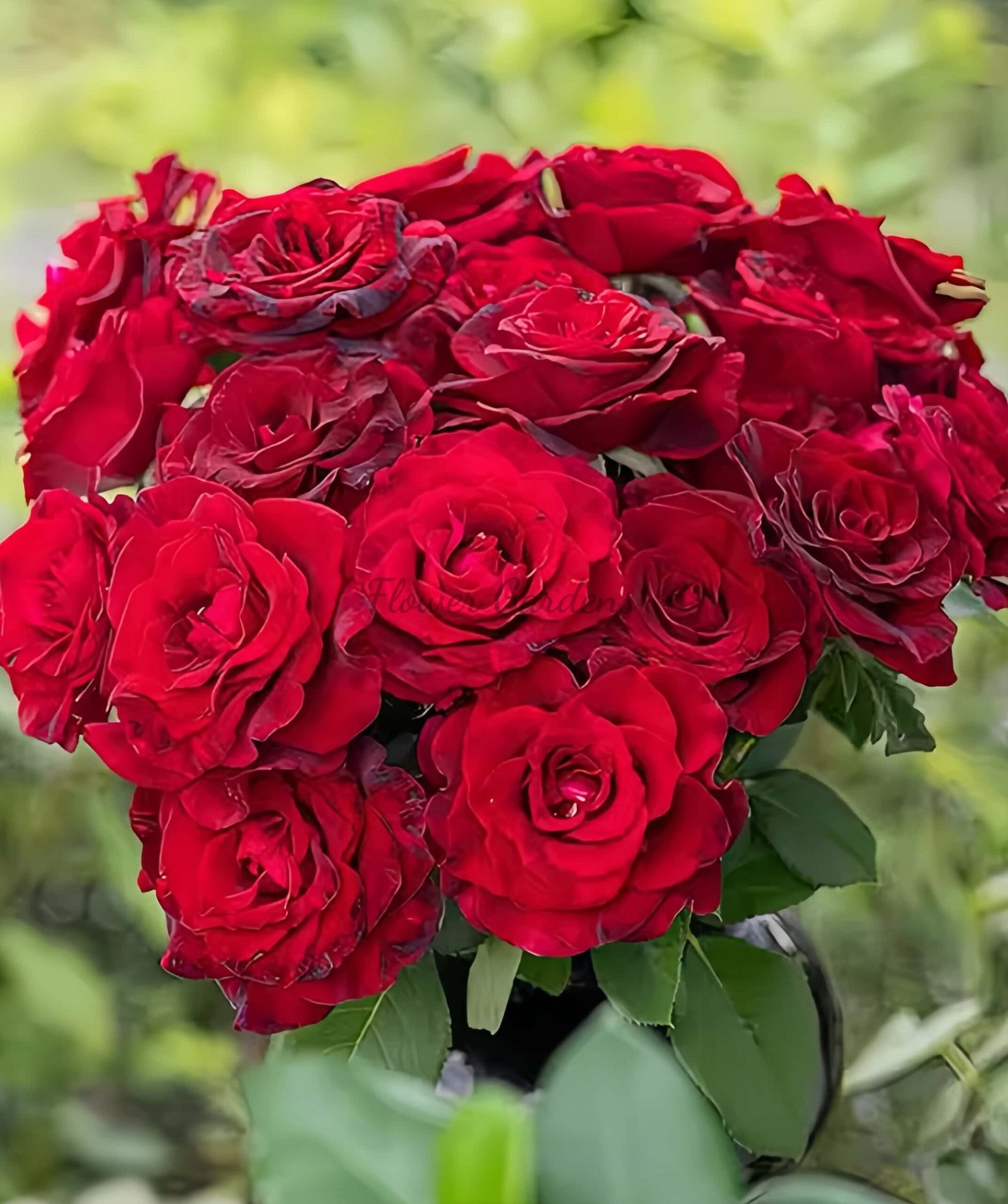 Si shi jin Rose丨Flower Gardens