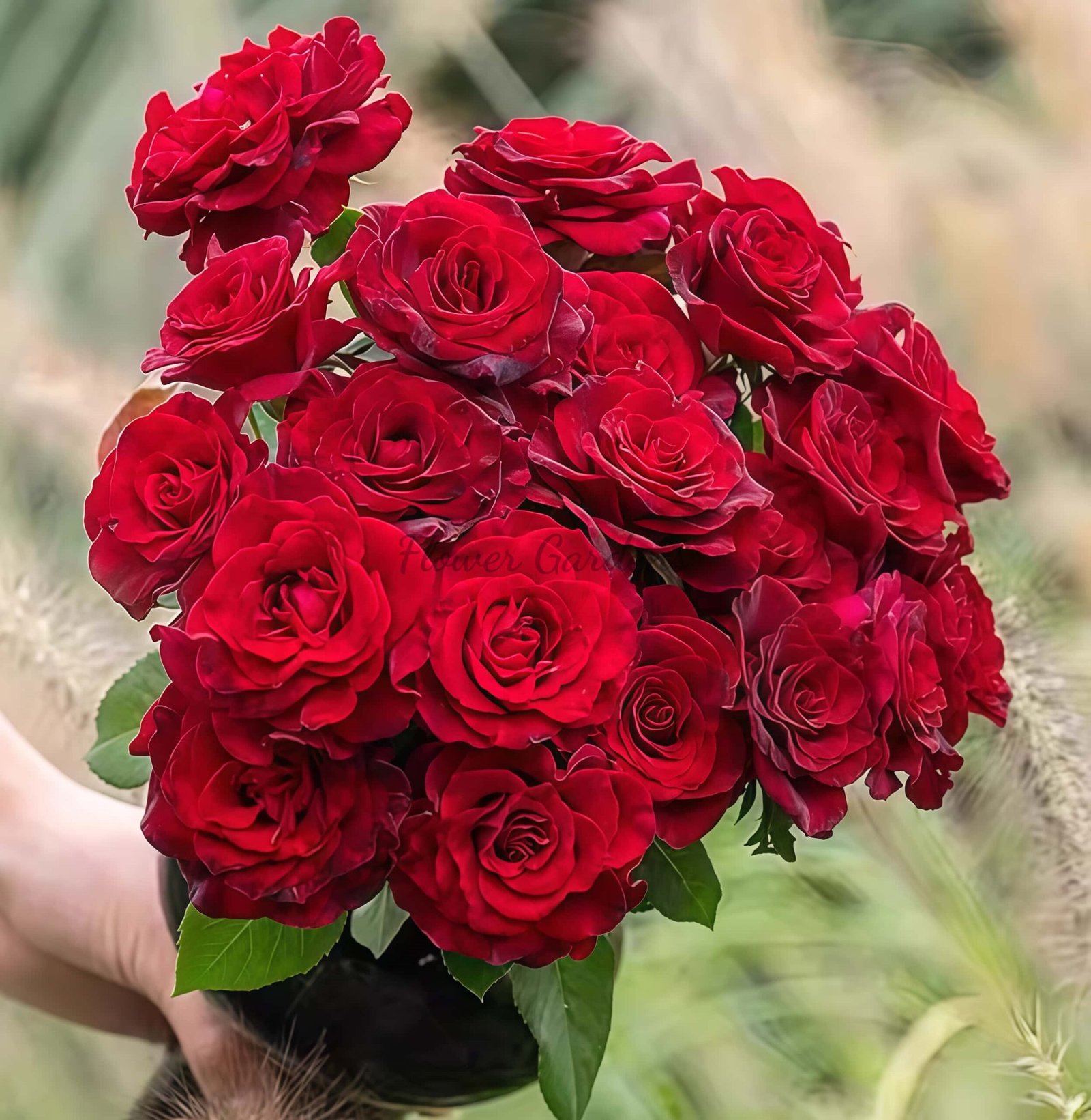 Si shi jin Rose for sale丨Flower Gardens