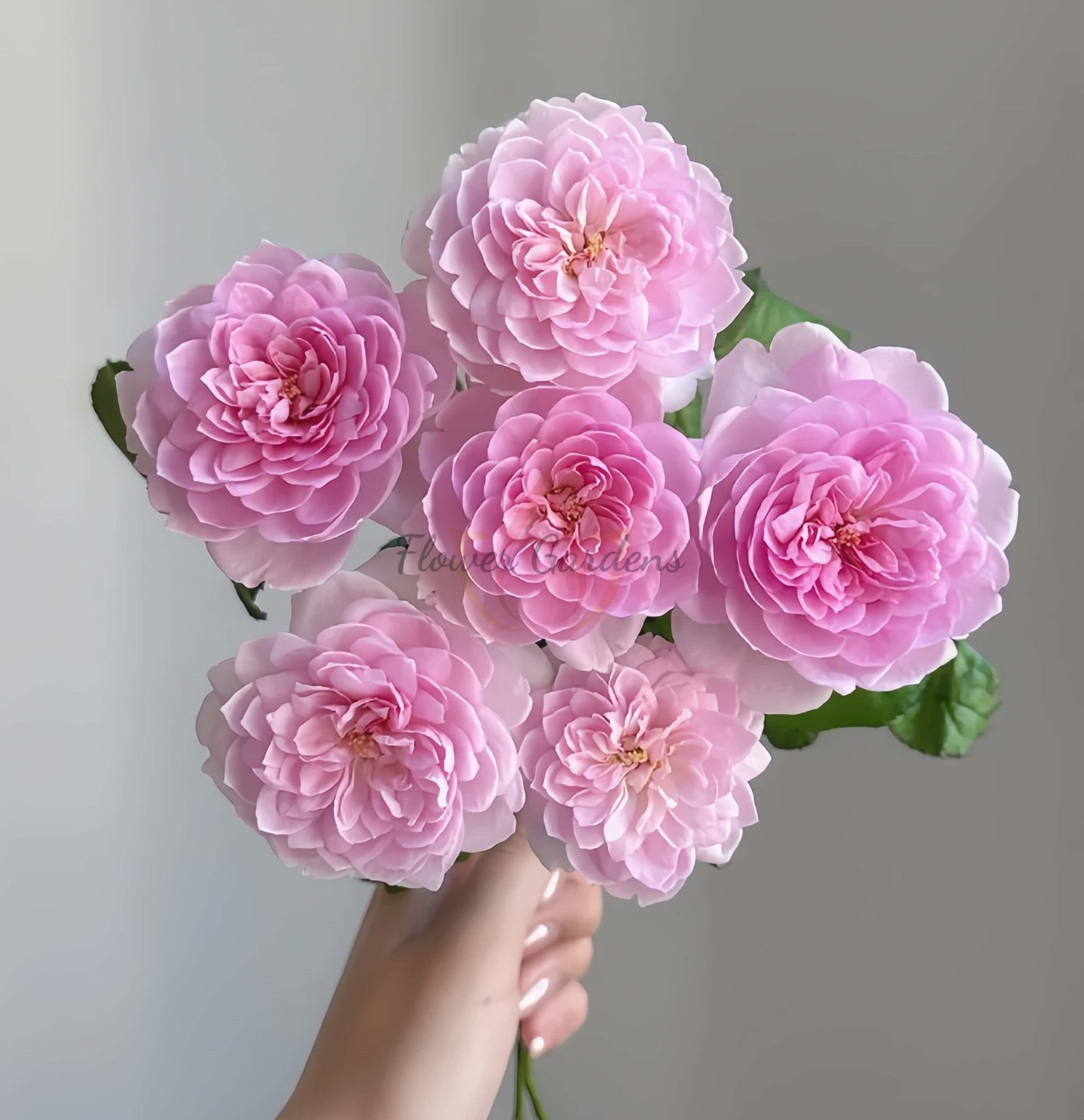 Silas Marner Rose丨Flower Gardens