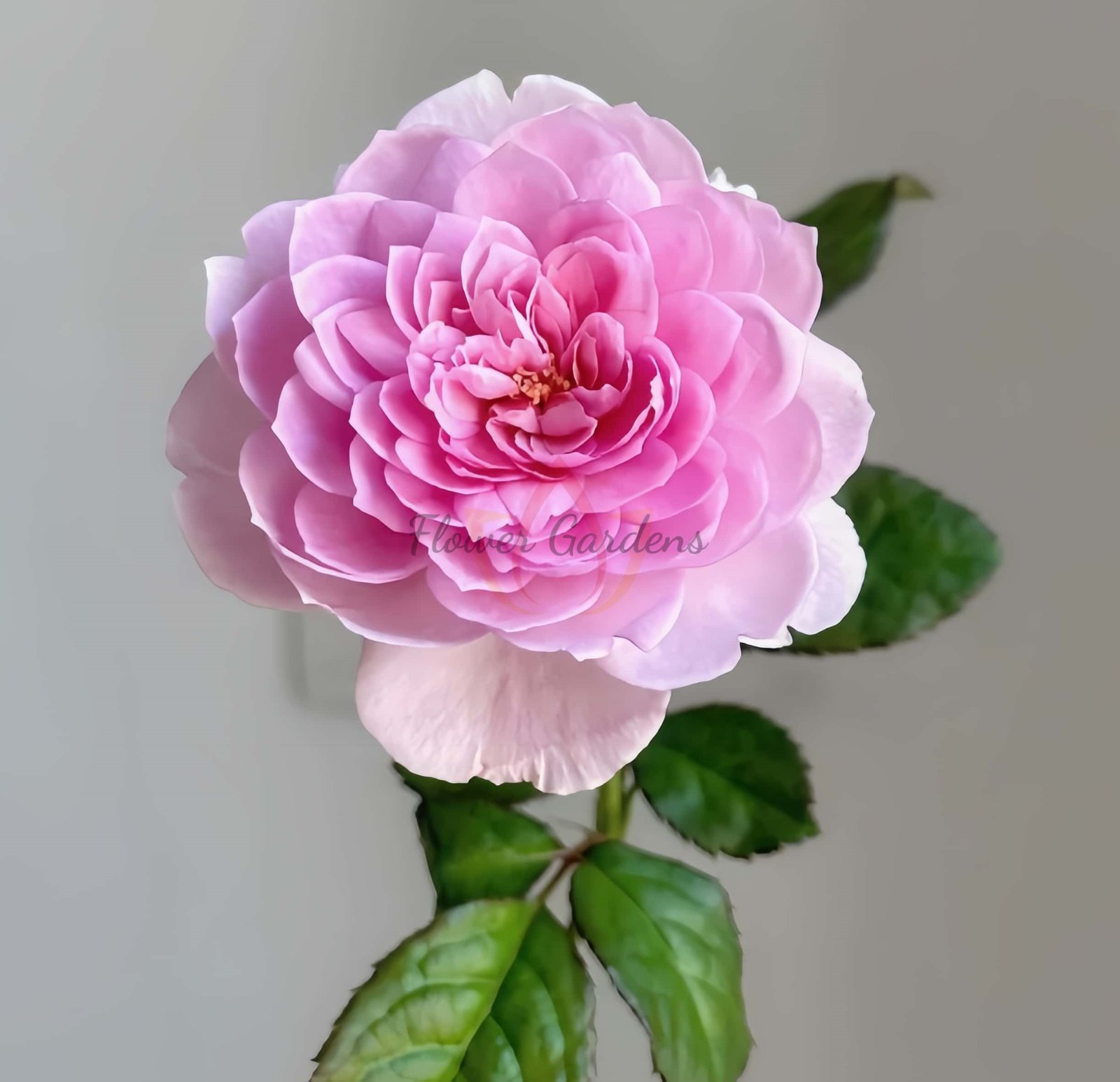 Silas Marner Rose for sale丨Flower Gardens