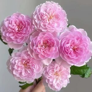 Silas Marner Rose丨Flower Gardens