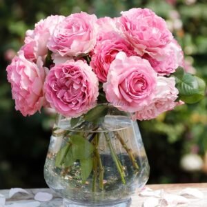 Silk Garment Rose for sale丨Flower Gardens