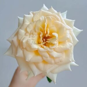 Sixth Sense Rose plant丨Flower Gardens