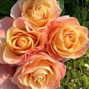 Soufle Brico Rose for sale丨Flower Gardens