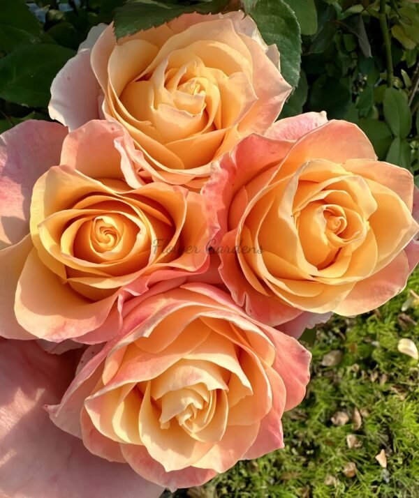 Soufle Brico Rose for sale丨Flower Gardens