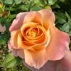 Soufle Brico Rose plant丨Flower Gardens