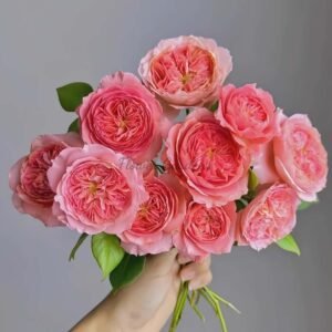 Summer fireworks Rose丨Flower Gardens