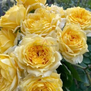 Sunny Antike Rose丨Flower Gardens