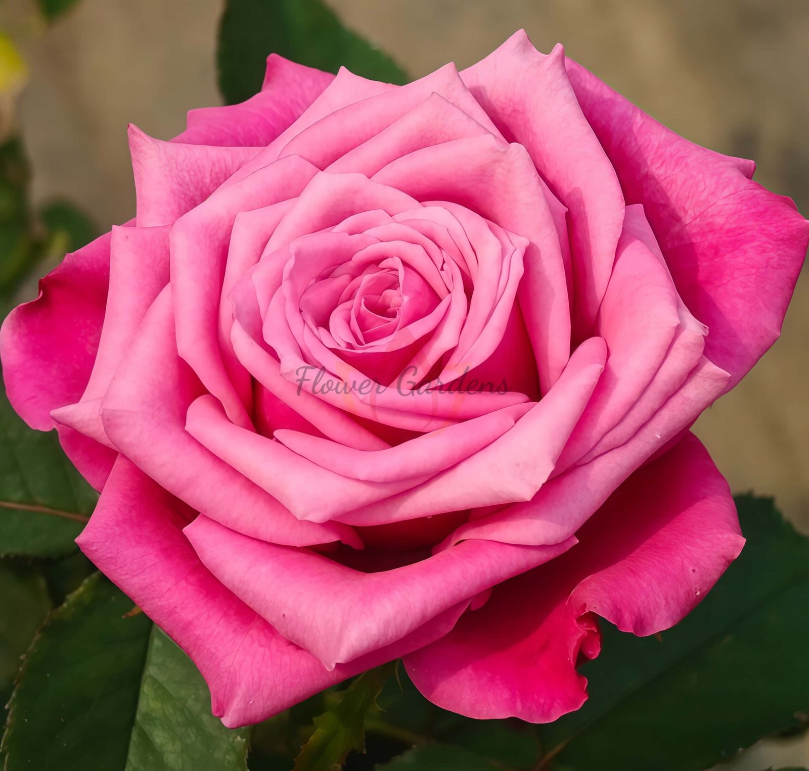 Susan Rose丨Flower Gardens