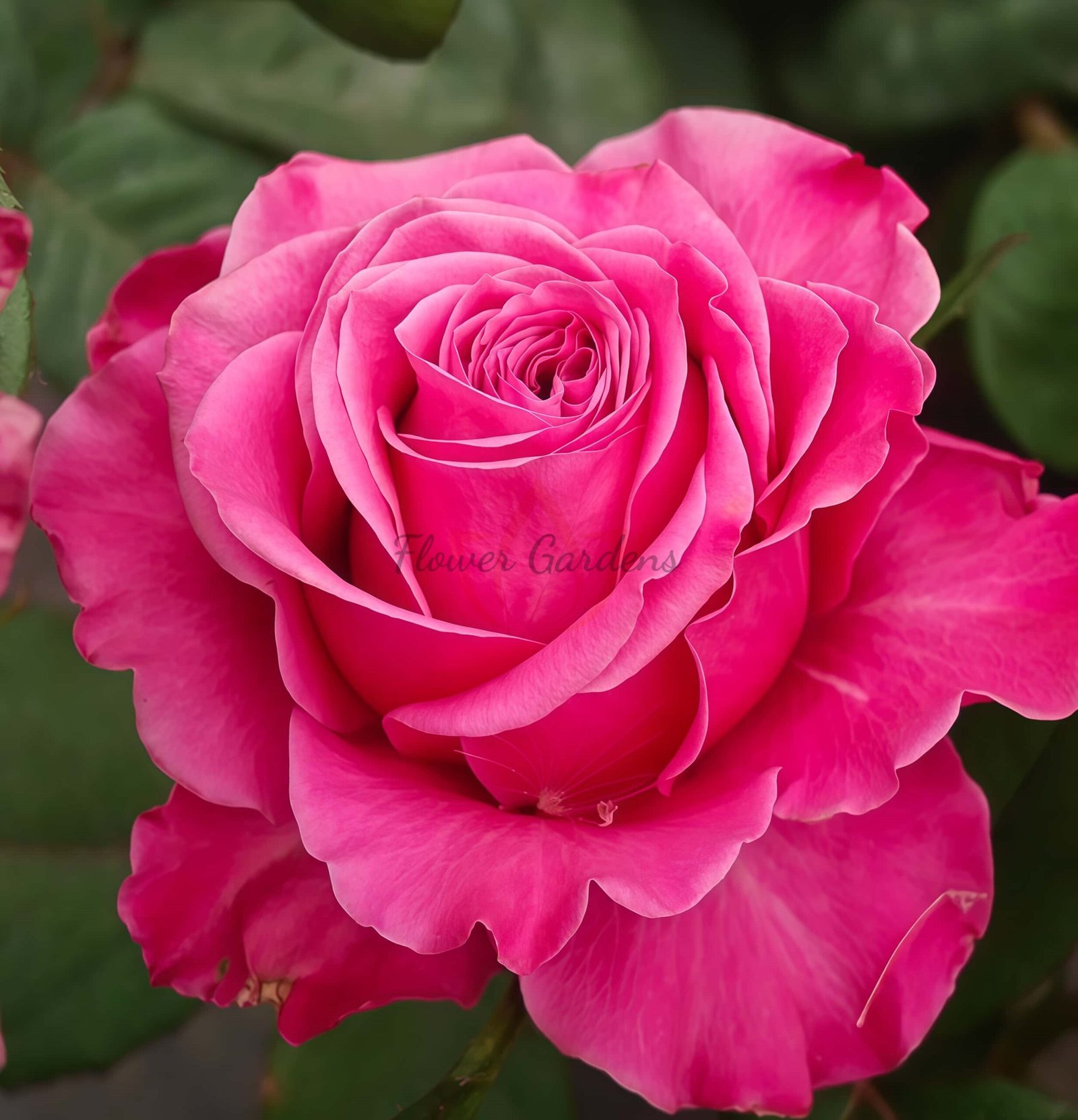 Susan Rose for sale丨Flower Gardens