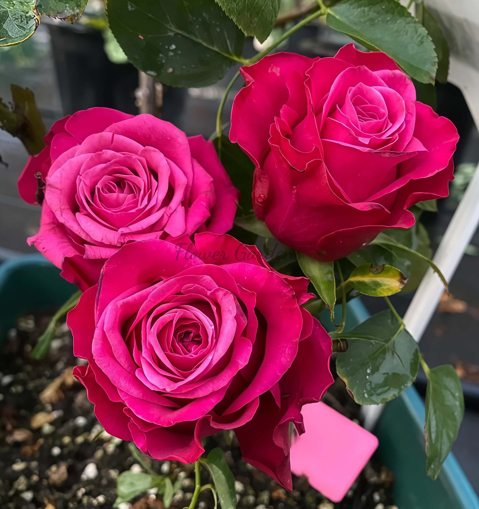 Susan Rose丨Flower Gardens