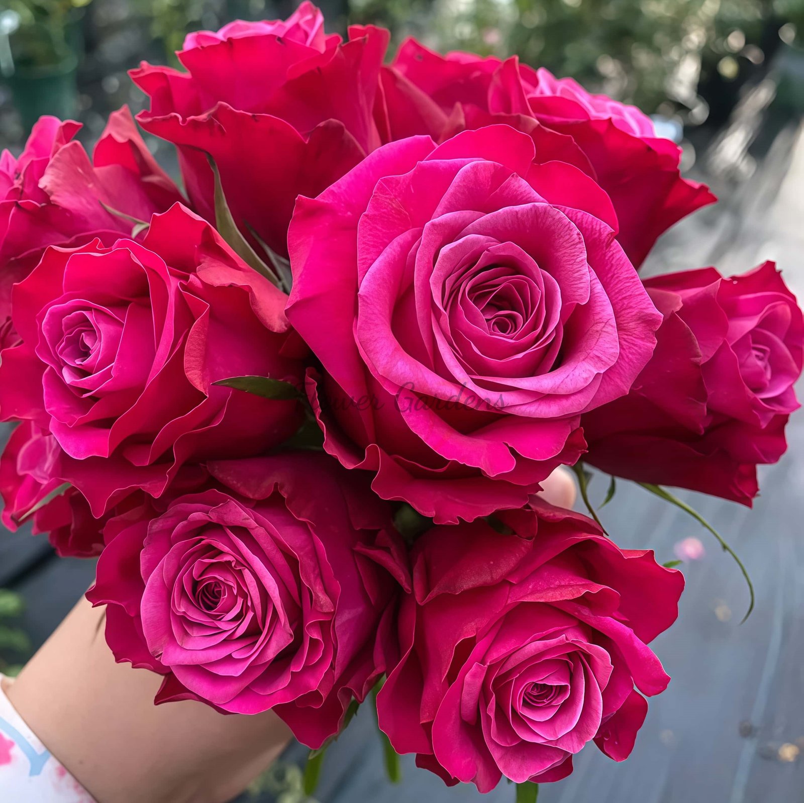 Susan Rose plant丨Flower Gardens