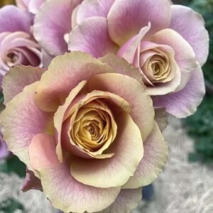 Table For Two Rose plant丨Flower Gardens