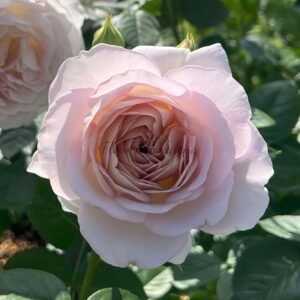 Taffetas Rose plant丨Flower Gardens
