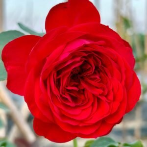 Tanghong Rose丨Flower Gardens