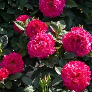 Taoe Rose plant丨Flower Gardens