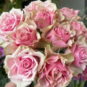 Taohuayuan Rose丨Flower Gardens