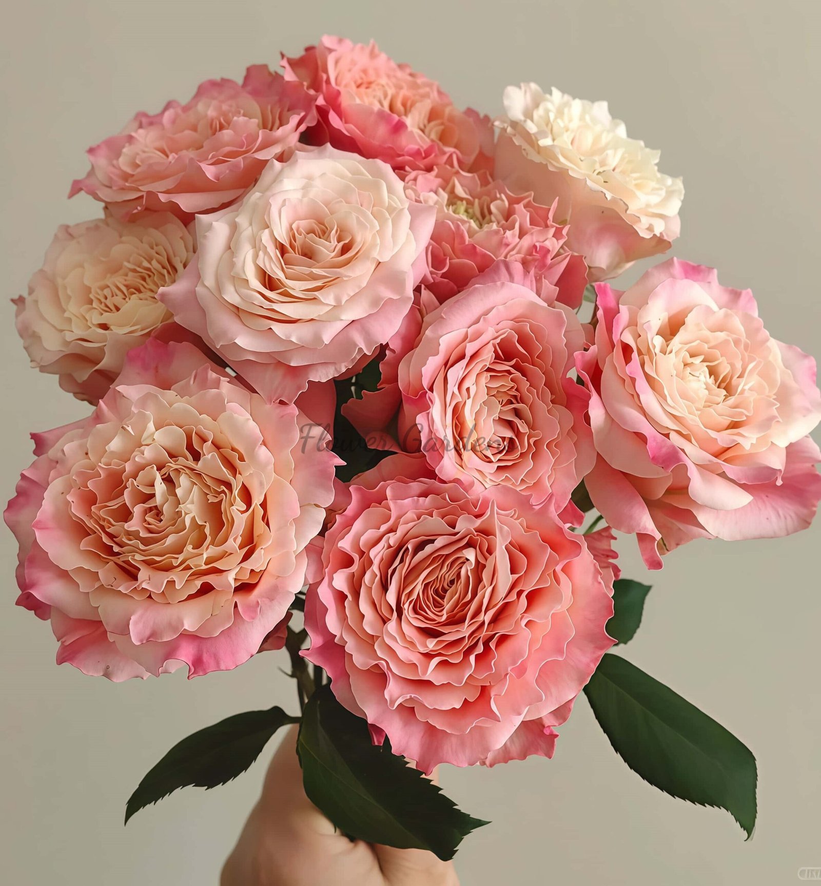 Taolesi Rose丨Flower Gardens