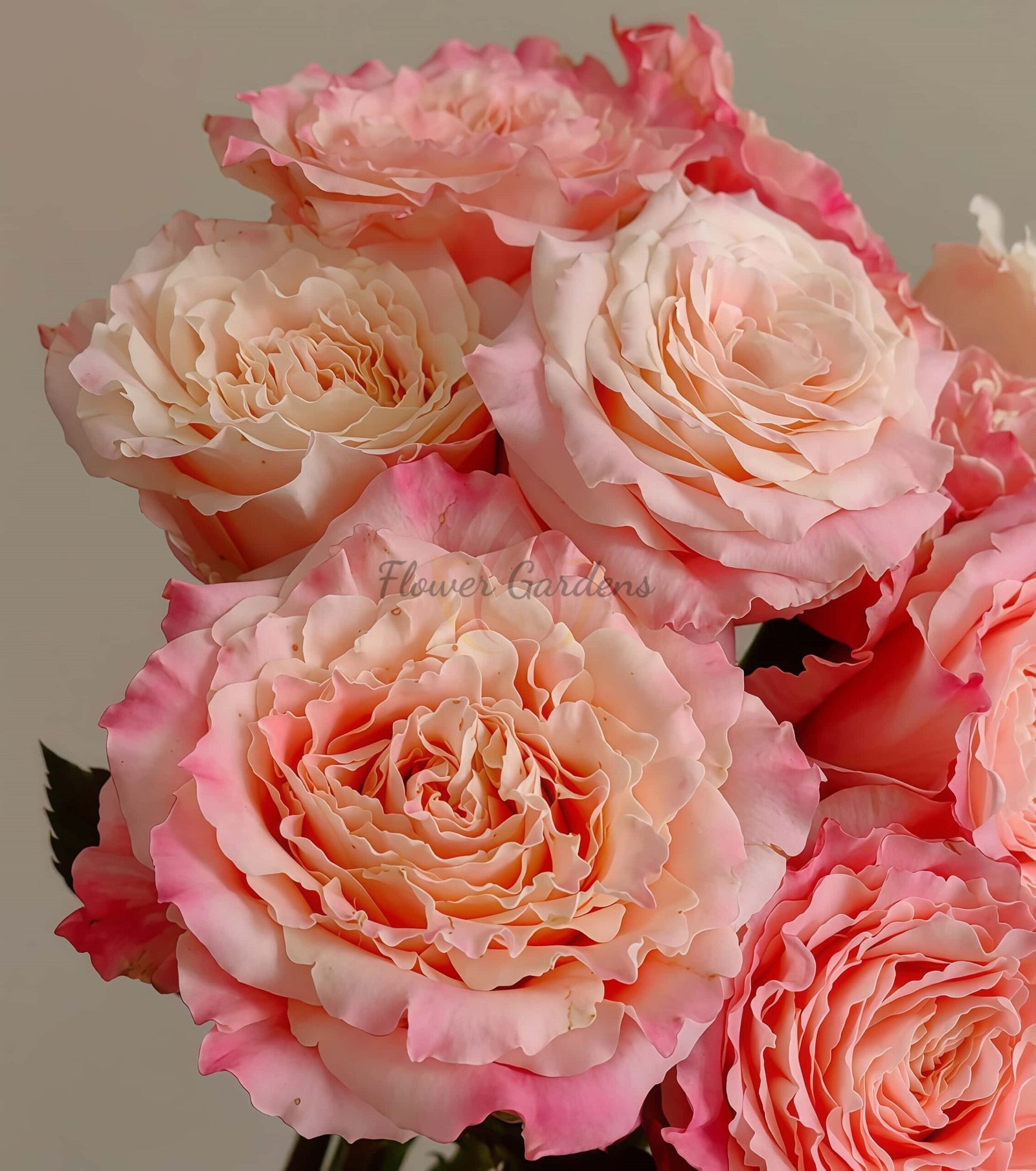 Taolesi Rose for sale丨Flower Gardens