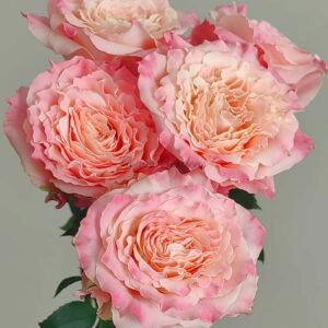 Taolesi Rose丨Flower Gardens