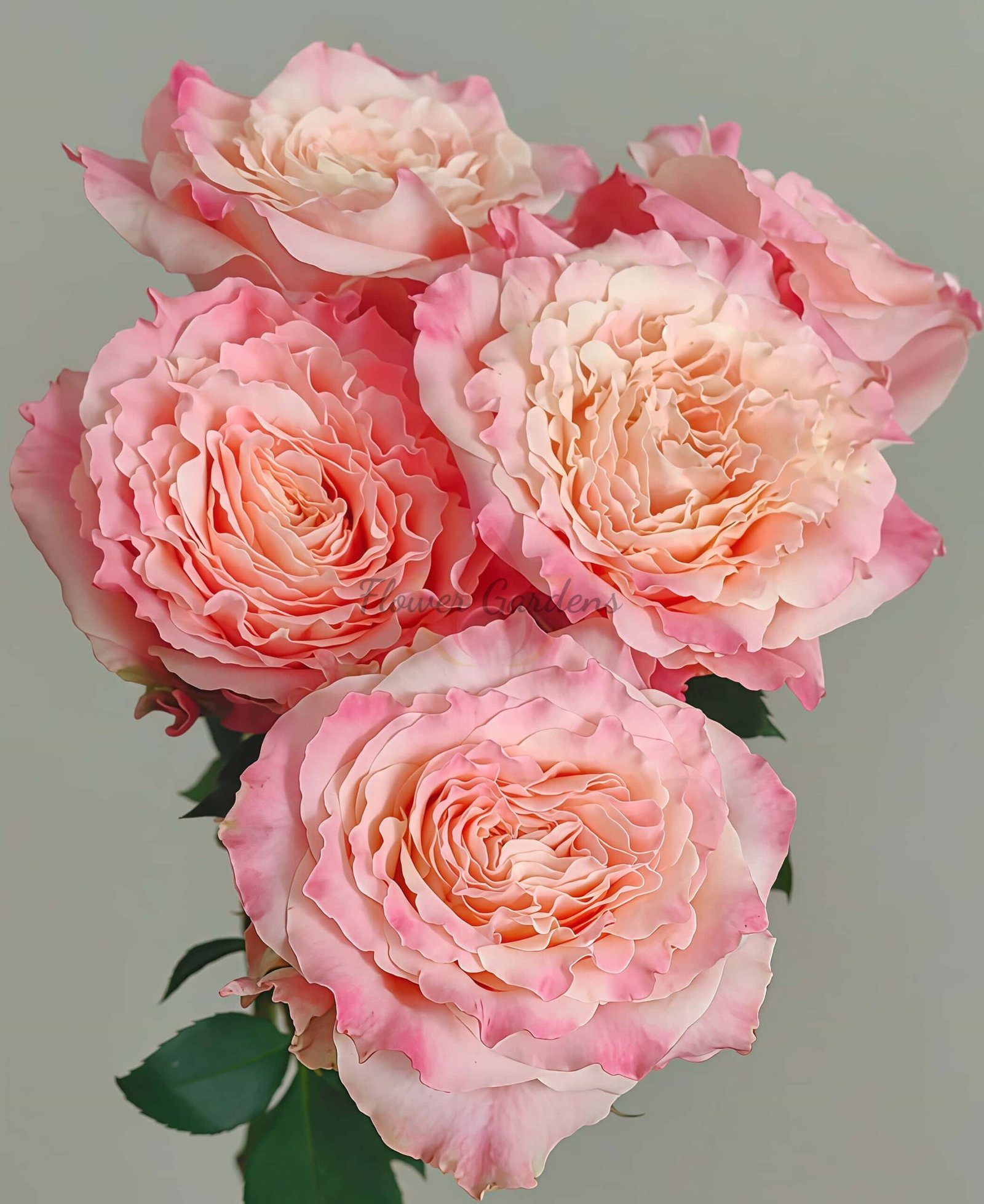 Taolesi Rose丨Flower Gardens