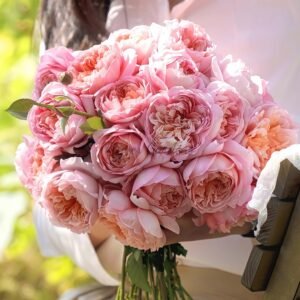 Taoran Rose丨Flower Gardens