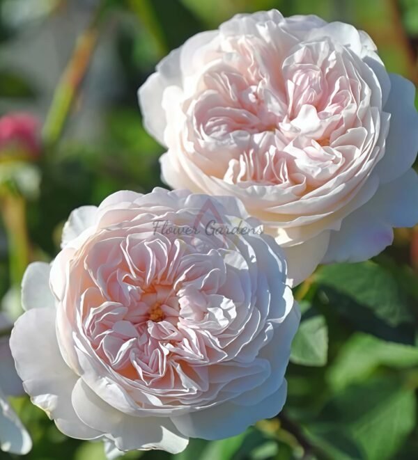 The Albrighton Ramble Rose丨Flower Gardens