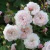 The Albrighton Ramble Rose plant丨Flower Gardens