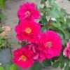 The Flowering Spirit Kurenai Rose for sale丨Flower Gardens