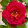 The Flowering Spirit Kurenai Rose plant丨Flower Gardens