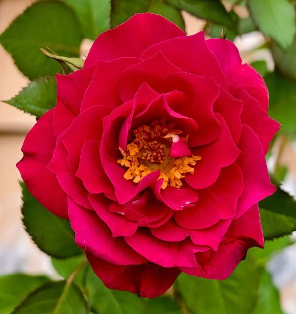 The Flowering Spirit Kurenai Rose plant丨Flower Gardens