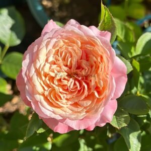 Tianlang Xingchen Rose丨Flower Gardens