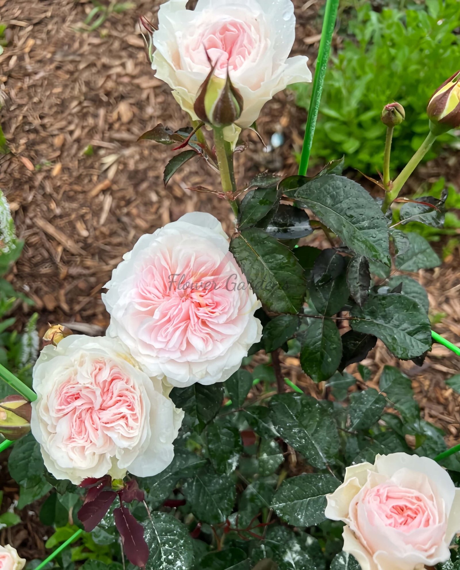 Tranquility Rose丨Flower Gardens