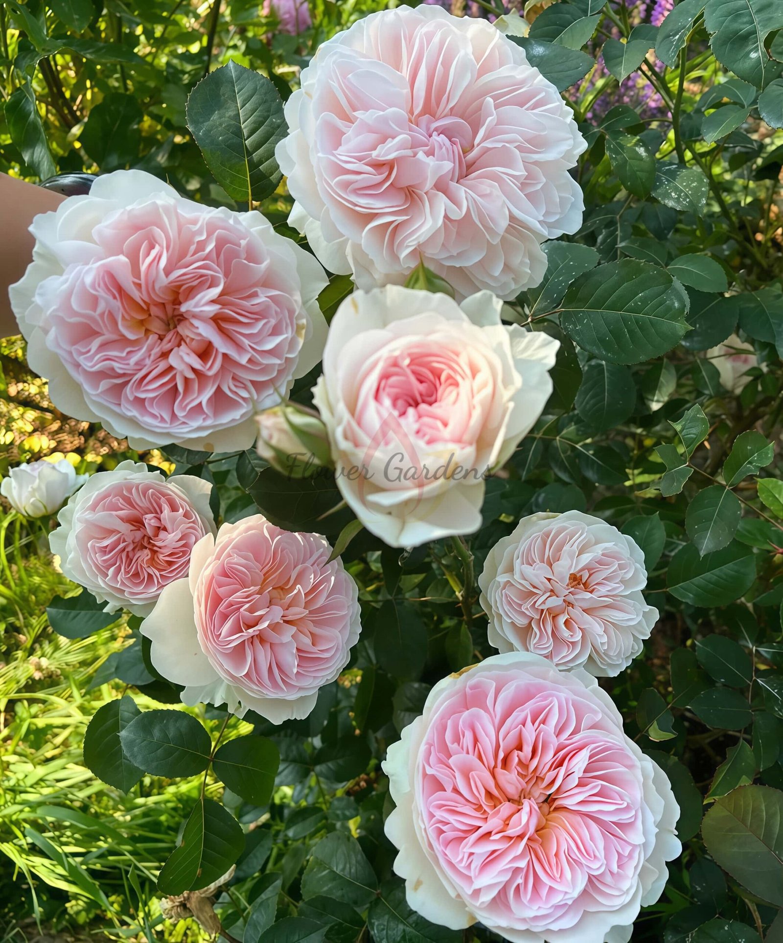 Tranquility Rose for sale丨Flower Gardens