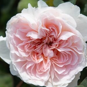 Tranquility Rose丨Flower Gardens