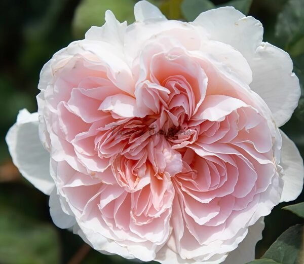 Tranquility Rose丨Flower Gardens