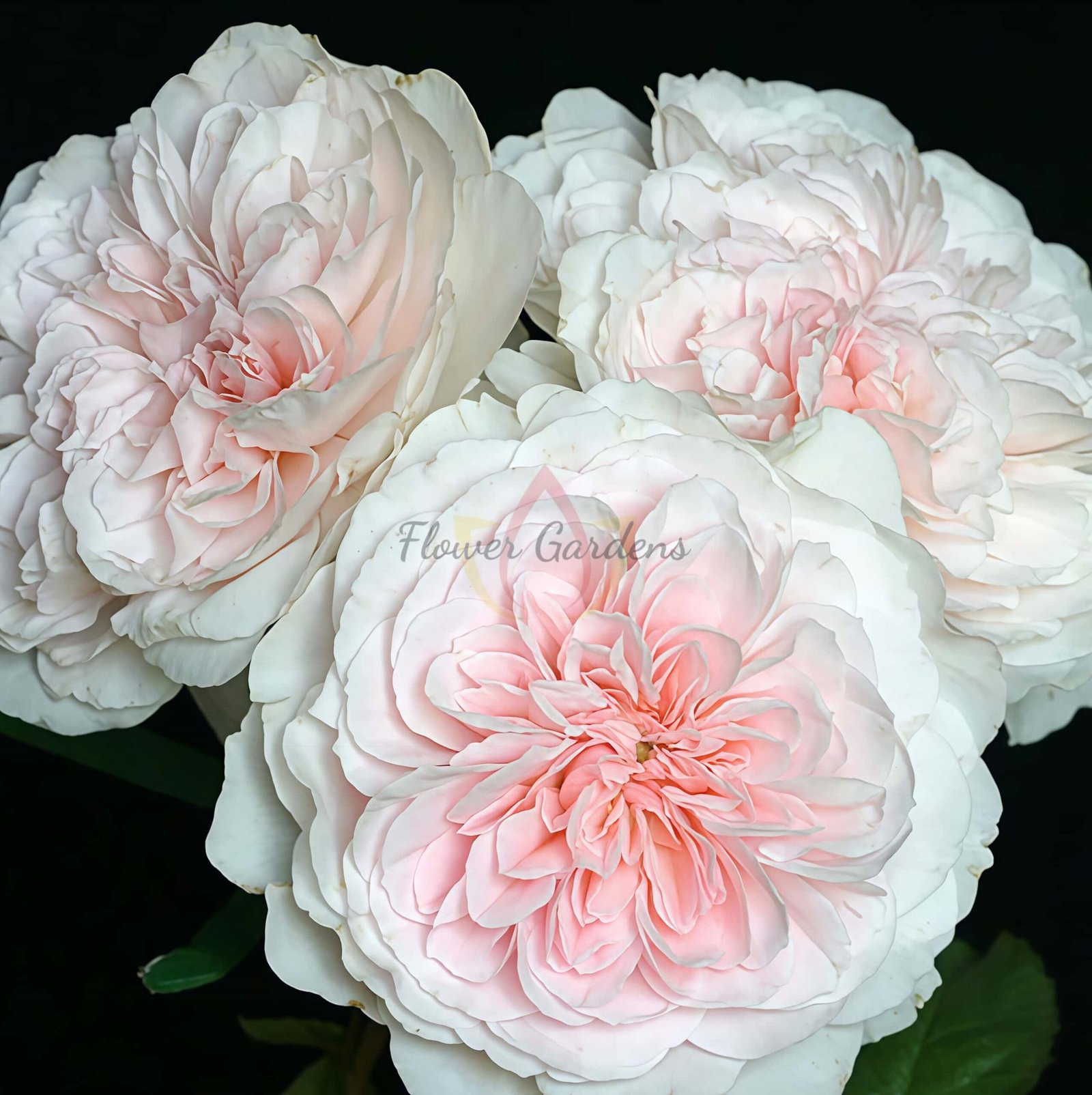 Tranquility Rose plant丨Flower Gardens