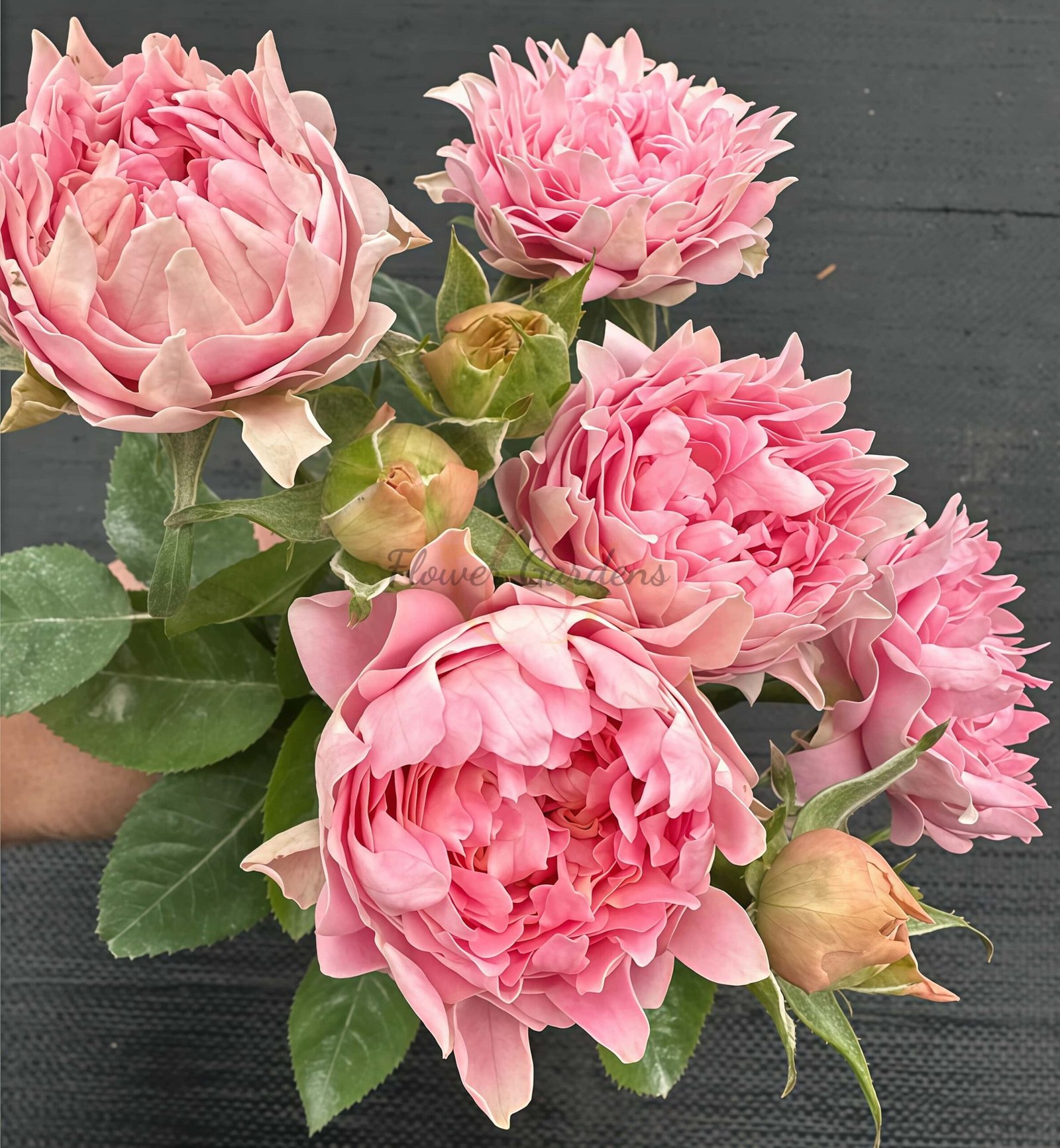 Trophy Rose丨Flower Gardens