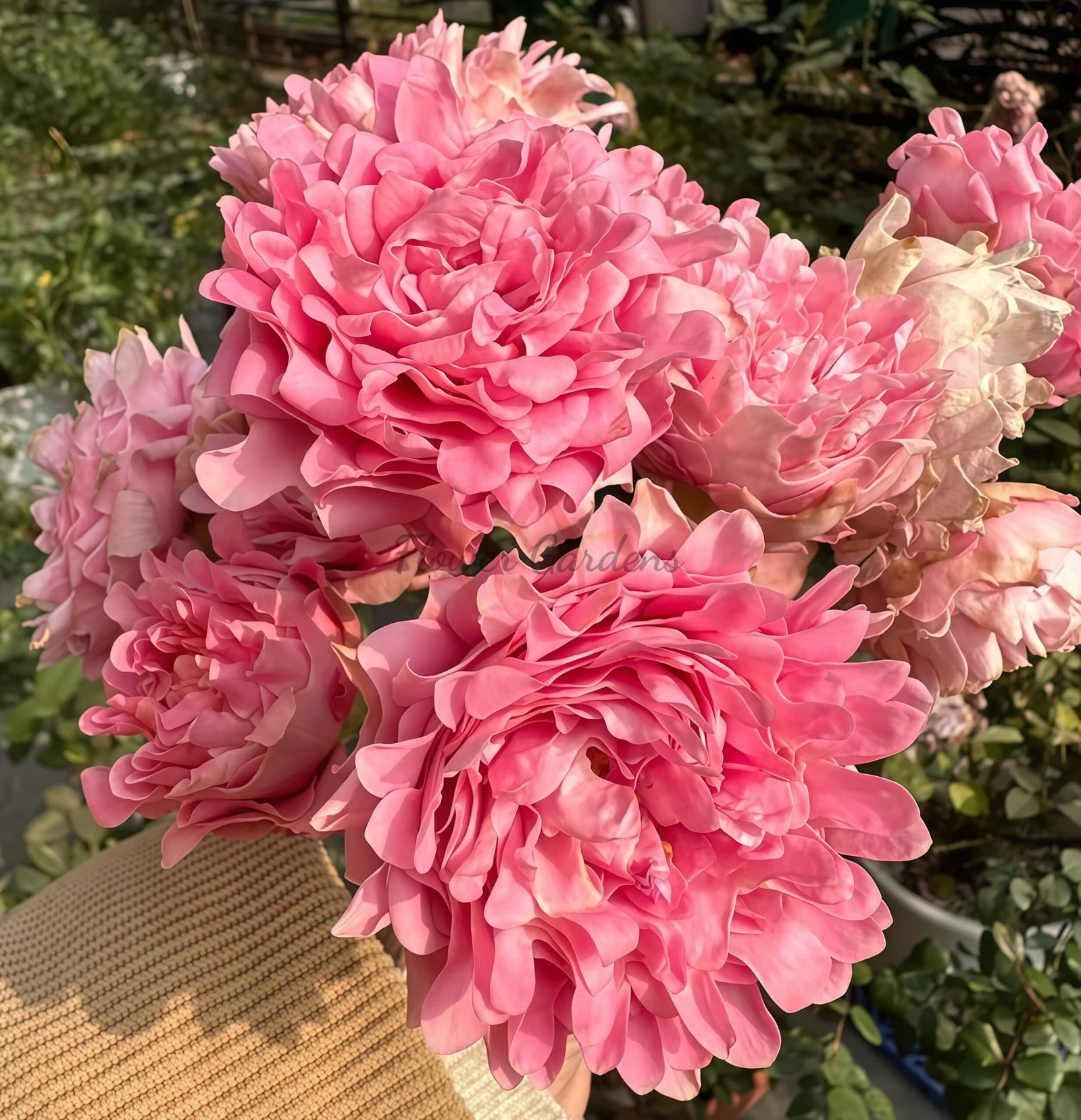 Trophy Rose for sale丨Flower Gardens