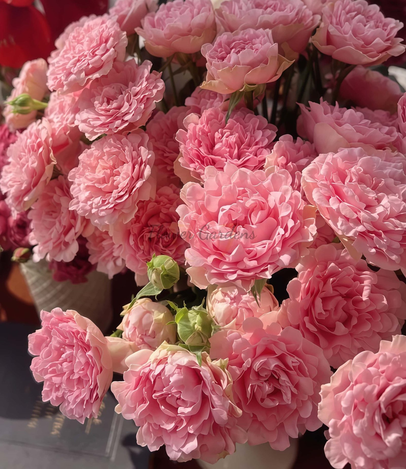 Trophy Rose丨Flower Gardens