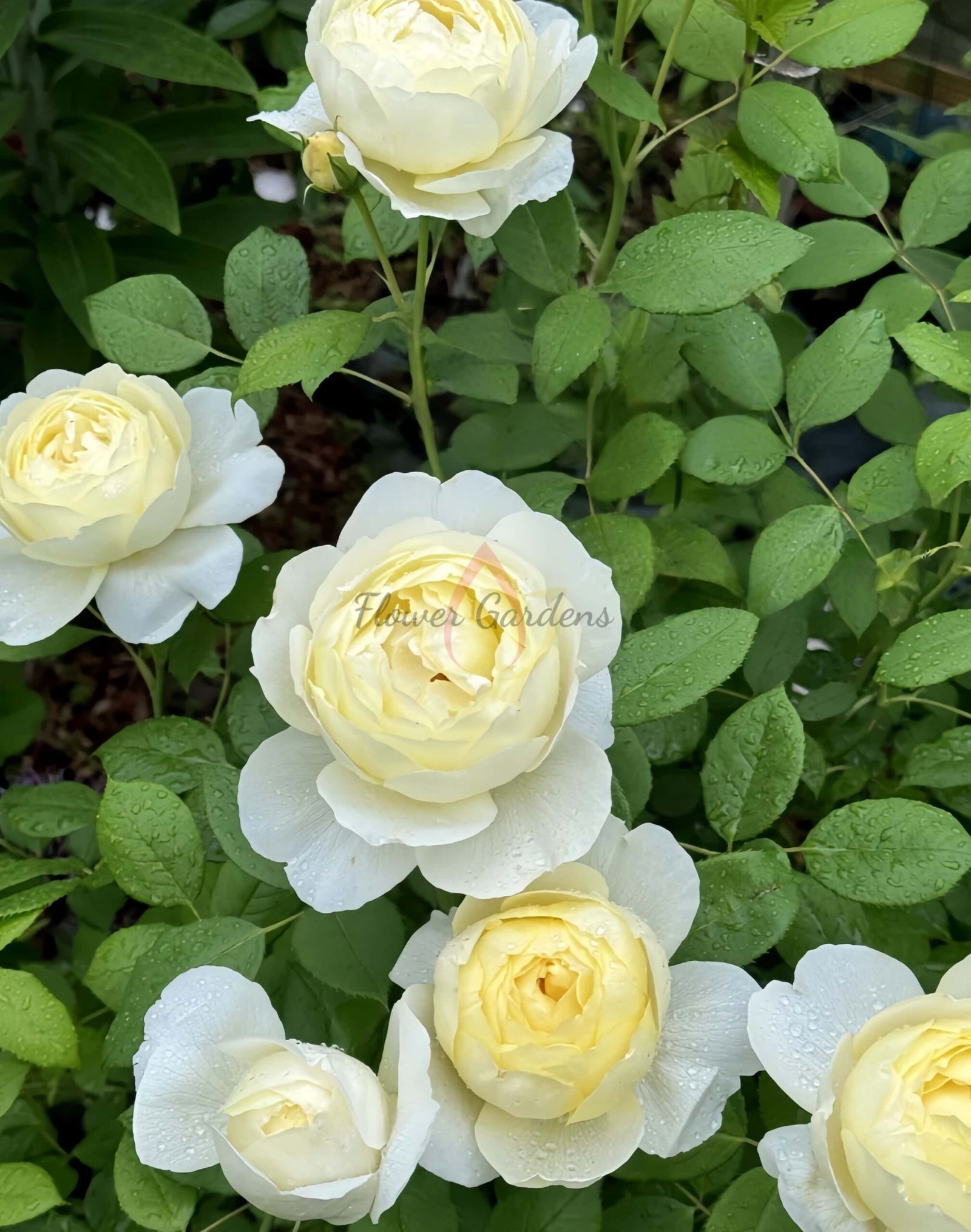 Vanessa Bell Rose丨Flower Gardens