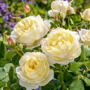 Vanessa Bell Rose for sale丨Flower Gardens