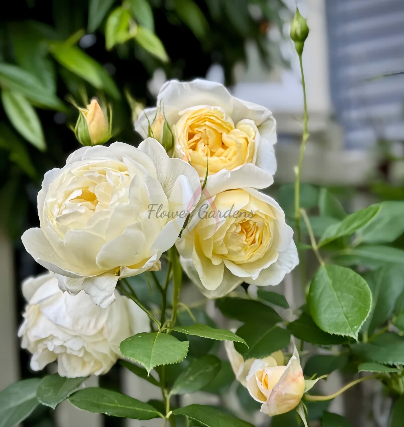 Vanessa Bell Rose plant丨Flower Gardens