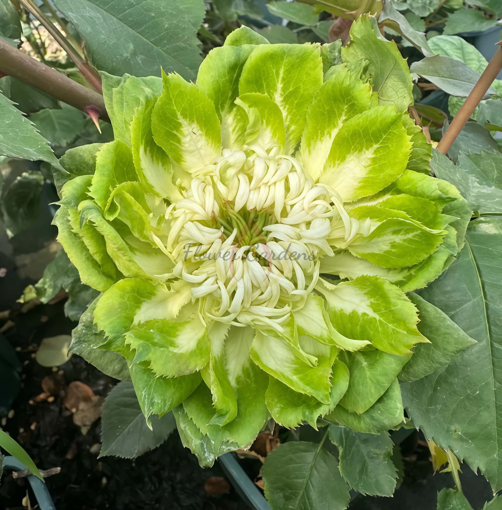 Veggie Rose丨Flower Gardens