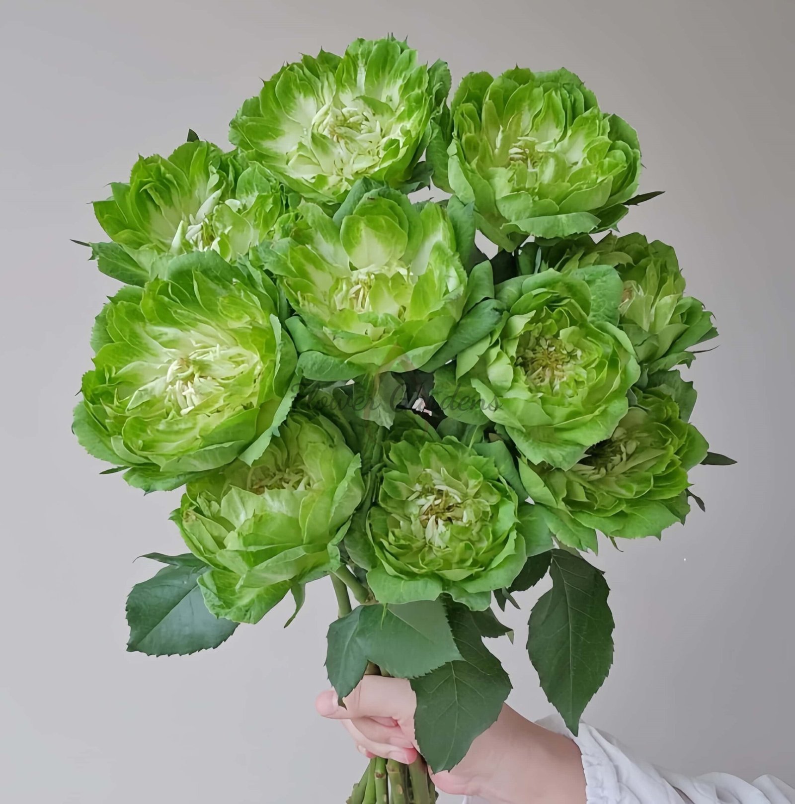 Veggie Rose丨Flower Gardens